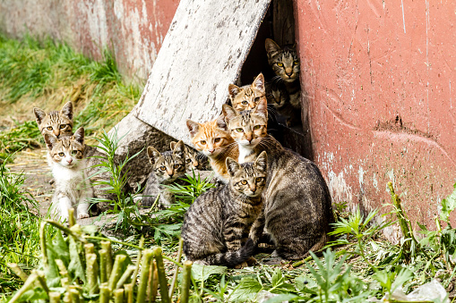Gran grupo de gatitos sin hogar en una calle cerca de la casa de la ciudad photo