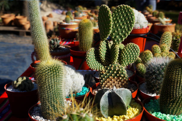 istock collection of small cactus 1014240260