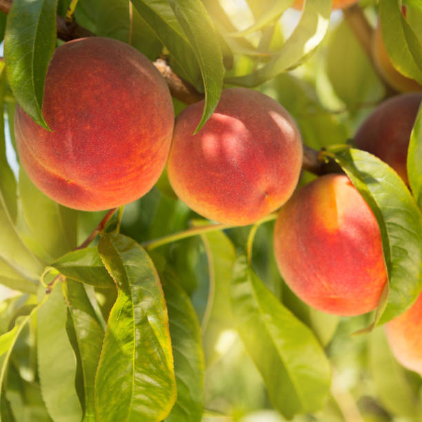 istock three beautiful ripe peaches in details on a tree branch, sun glare 1014243462