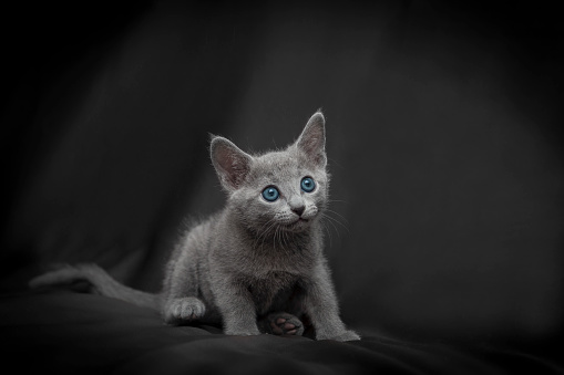 Adorable young kitty of Russian blue cat.