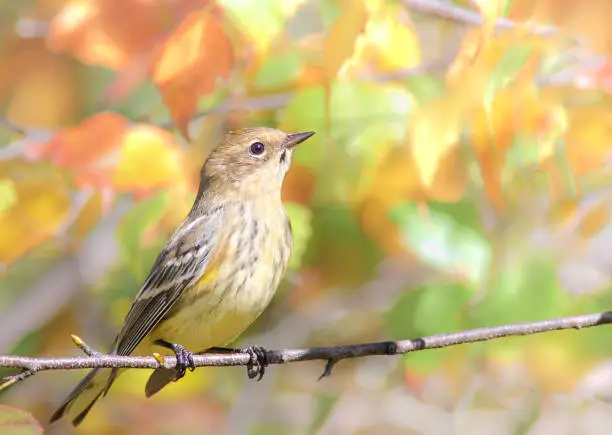 Photo of Yellow-rumped warbler