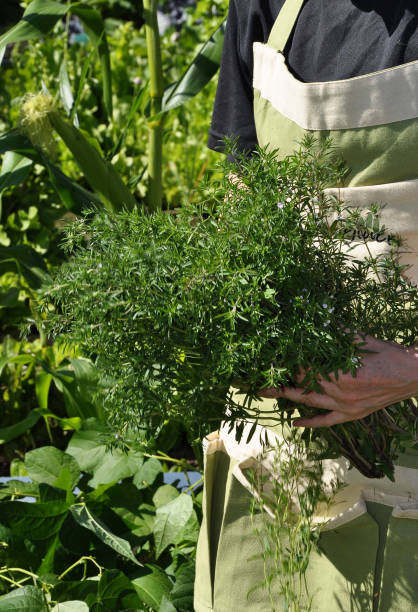 istock Summer savory harvest in garden 1014254944
