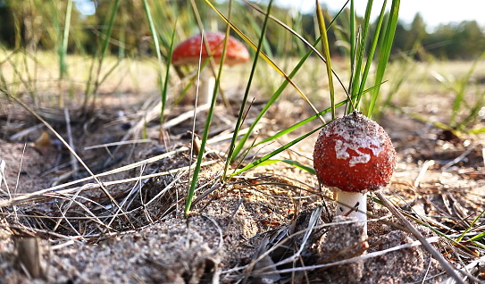 Beautiful mushrooms fly agarics grew on the edge of a pine forest