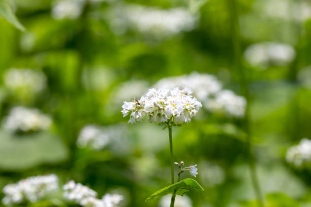 istock Buckwheat flowers,Soba flowers 1014256744