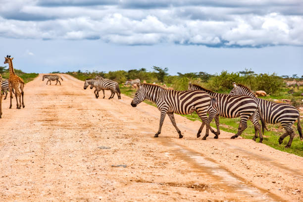 istock zebras crossing dirt road at wild 1014256786