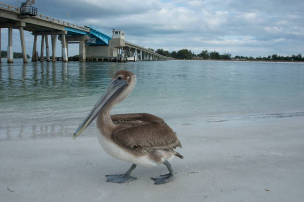 Pelican on the Beach stock photo