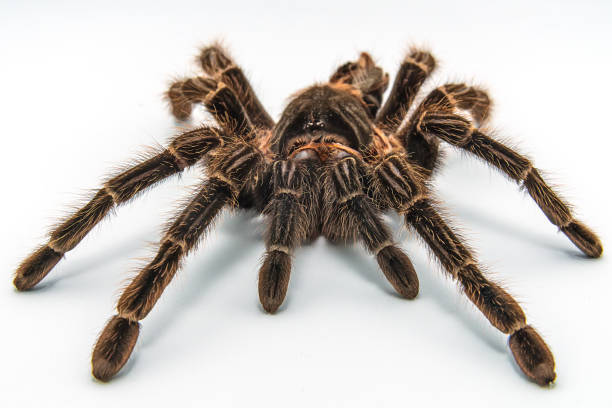 istock Tarantula Grammostola porteri isolated on white background 1014266148
