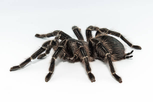 istock Tarantula Grammostola porteri isolated on white background 1014266540