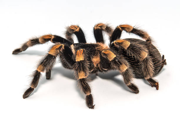 istock Mexican redknee tarantula (Brachypelma smithi) isolated on white background 1014267630