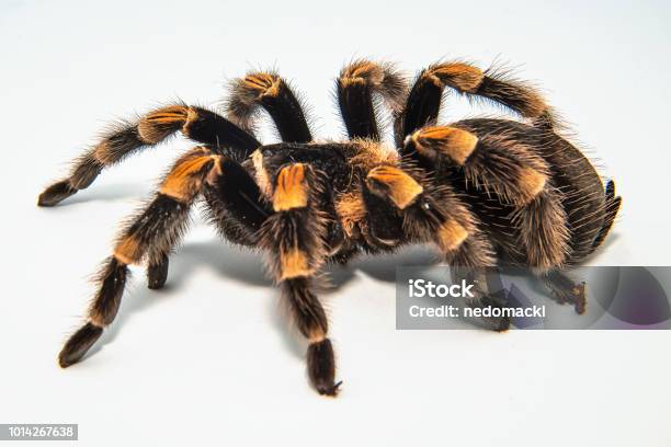 Mexican Redknee Tarantula Isolated On White Background Stock Photo - Download Image Now