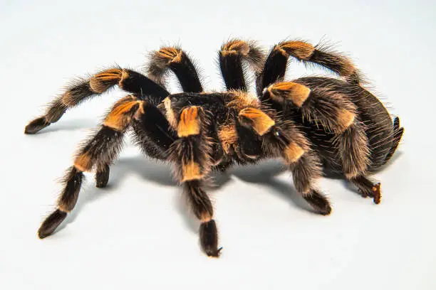 Photo of Mexican redknee tarantula (Brachypelma smithi) isolated on white background