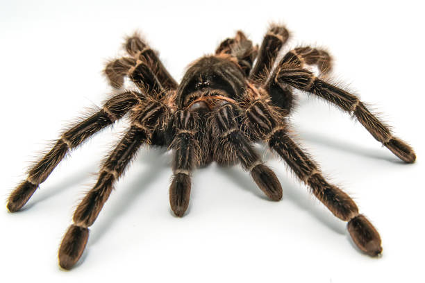 istock Tarantula Grammostola porteri isolated on white background 1014267640
