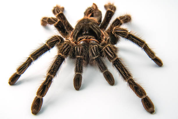 istock Tarantula Grammostola porteri isolated on white background 1014267644