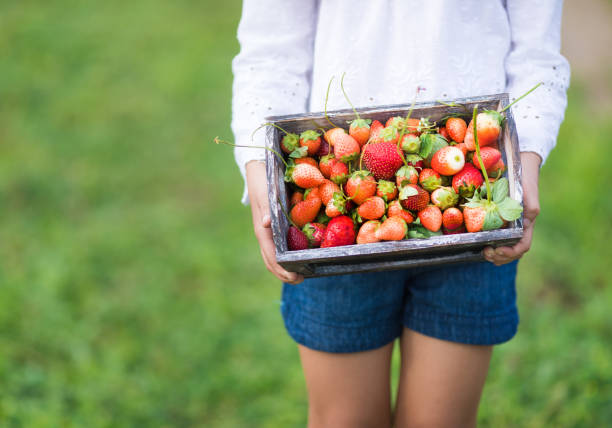 istock Little girl picking strawberries 1014269648