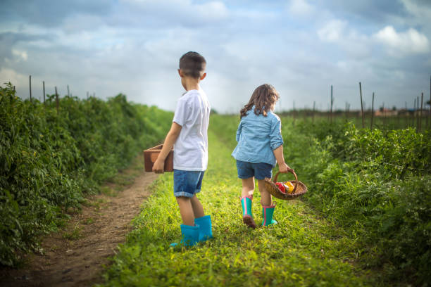 istock Little kids on vegetable field 1014270114
