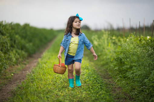 Little girl on vegetable field