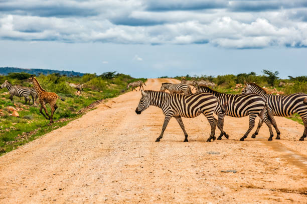 istock zebras crossing dirt road at wild 1014270252