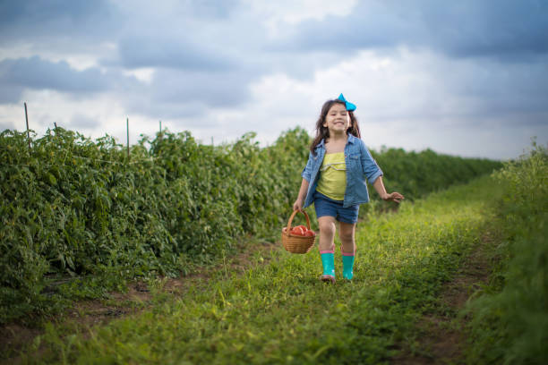istock Little girl on vegetable field 1014270296