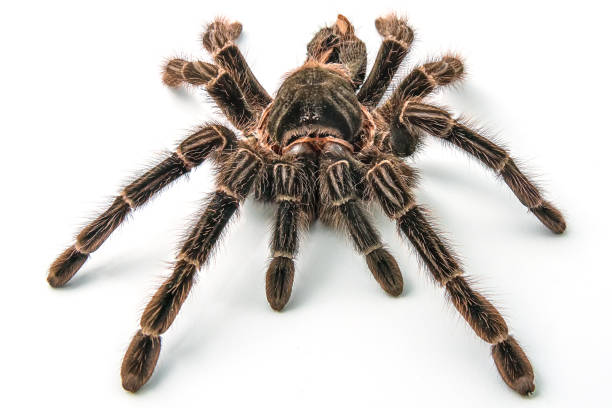 istock Tarantula Grammostola porteri isolated on white background 1014270748