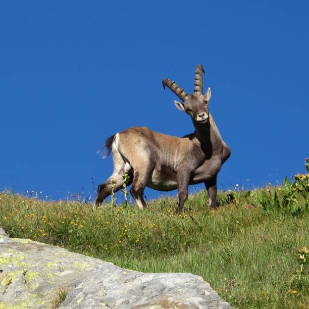 istock Curious alpine ibex looking at me. 1014270756