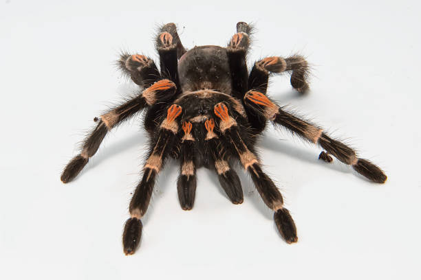istock Mexican redknee tarantula (Brachypelma smithi) isolated on white background 1014270982