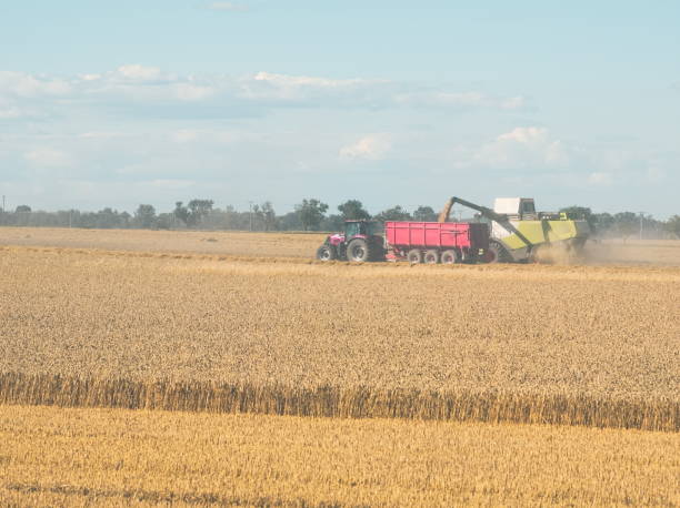 istock Wheat Harvesting with Combine Harvester 1014271108