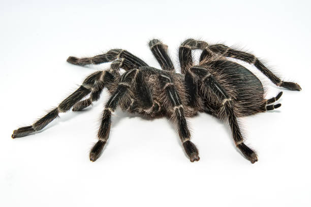 istock Tarantula Grammostola porteri isolated on white background 1014271278