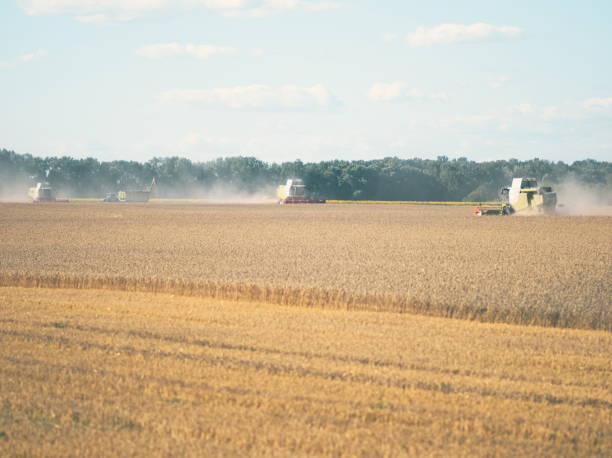 istock Wheat Harvesting with Combine Harvesters 1014271280