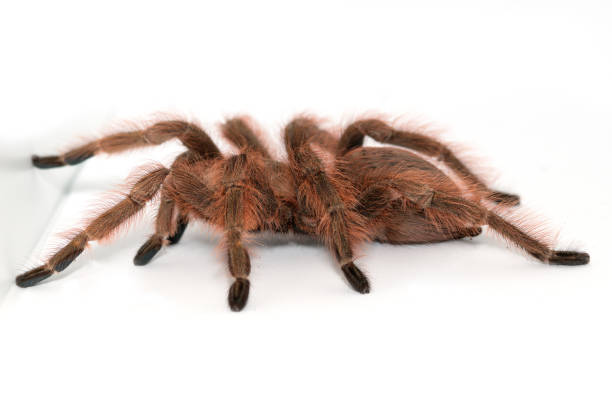 istock Tarantula Grammostola porteri isolated on white background 1014271868