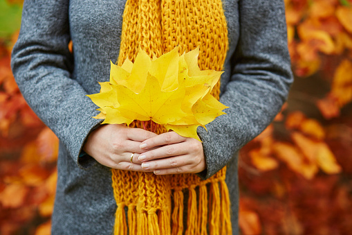 Woman holding bunch of yellow maple leaves in park on a bright fall day
