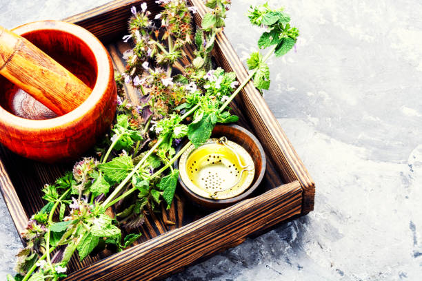 istock Nepeta,healing herbs and Herbalism 1014272034