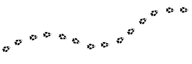 Wolf vector foot trail print, tracks. Paw vector foot trail print of wolf. Wolfling silhouette animal diagonal tracks for t-shirts, backgrounds, patterns, websites, showcases design, greeting cards, child prints, etc. It's scatter brush. white t shirt silhouette stock illustrations