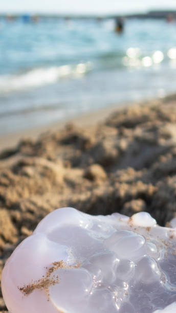 istock jellyfish on the beach sand 1014275466