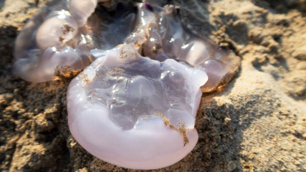 istock jellyfish on the beach sand 1014275478