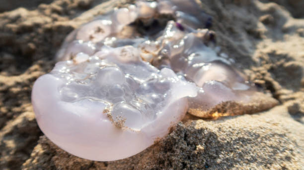 istock jellyfish on the beach sand 1014275494
