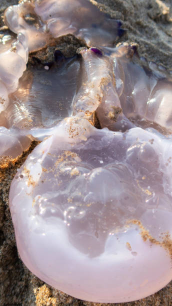 istock jellyfish on the beach sand 1014275496