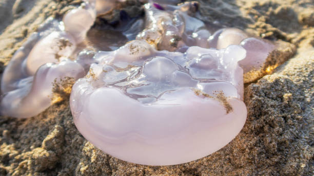 istock jellyfish on the beach sand 1014275528