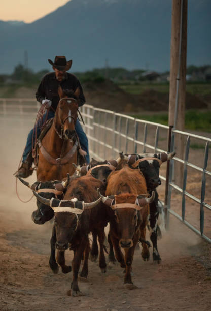 istock Cowboy pushing cattle to the roping box 1014276102