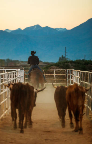 istock Cowboy pushing cattle to the roping box 1014276122