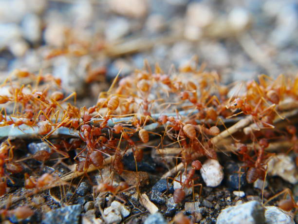 красные муравьи - animal head flash стоковые фото и изображения