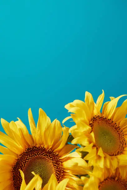 Photo of bouquet of bright yellow sunflowers, isolated on blue with copy space