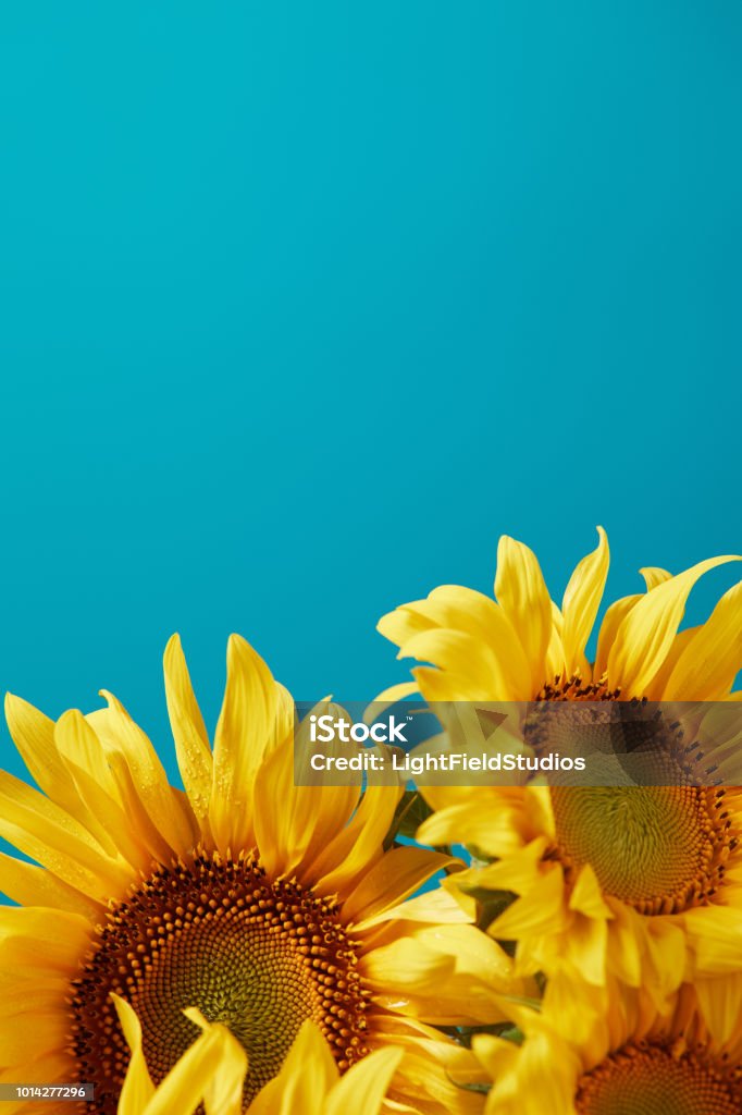 明亮的黃色向日葵花束, 藍色與拷貝空間隔絕 - 免版稅向日葵圖庫照片