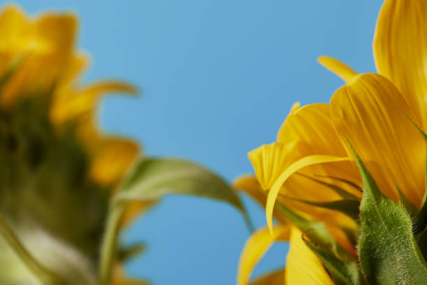 istock selective focus of yellow sunflowers, close up on blue 1014277382