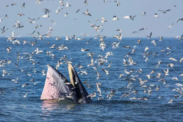 Photo of Bryde's whale feeding with seagulls eat small fish from the mouth in Thai gulf