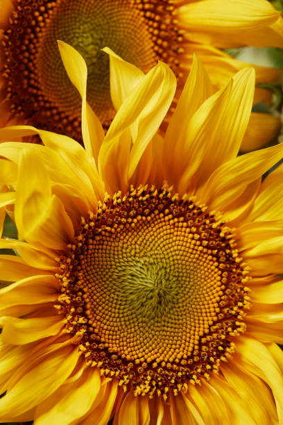 istock beautiful summer background with yellow sunflowers 1014277558