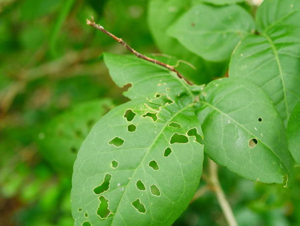 istock Leaf with holes, eaten by pests 1014280598