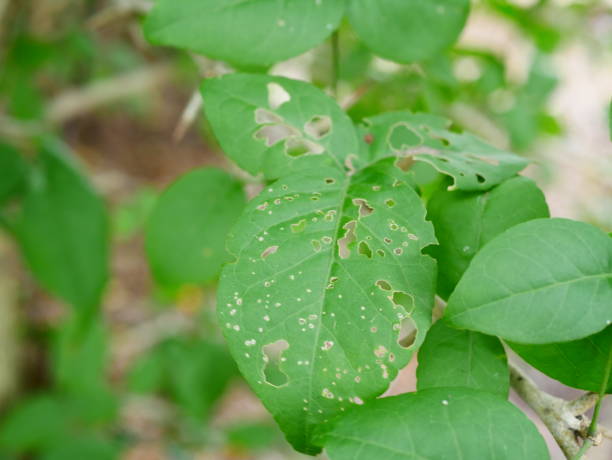 istock Leaf with holes, eaten by pests 1014280772