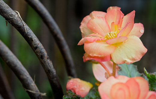 Hybrid Begonia tuberhybrida flower in salmon-orange color in the Netherlands