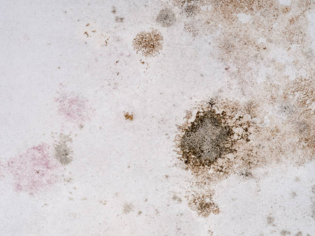 istock Mould, mold on old wallpaper, whiite wall. 1014281774