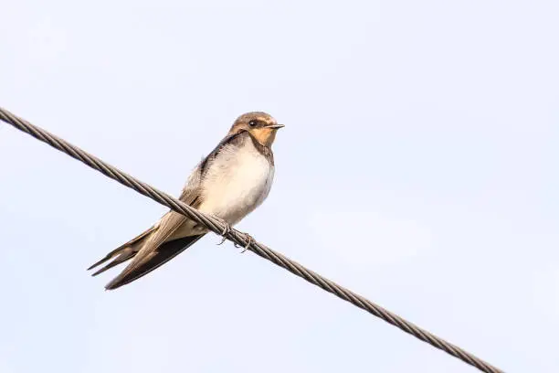 Swallow bird (Hirundo rustica) on the wire
